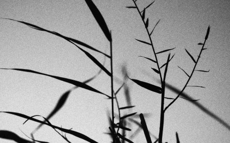 South film "Dhruvadhara" has reached close to the 100 crore club in the horror-comedy style.